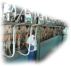 Streamline milking palour