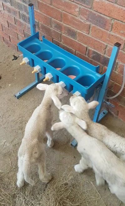 Wydale lamb feeder